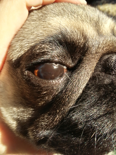 Brownish-black discoloration of the eye’s surface in dog eye