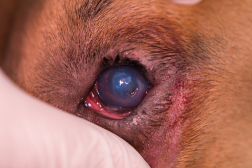 closeup of dog eye with corneal ulcer and a cloudy/white spot