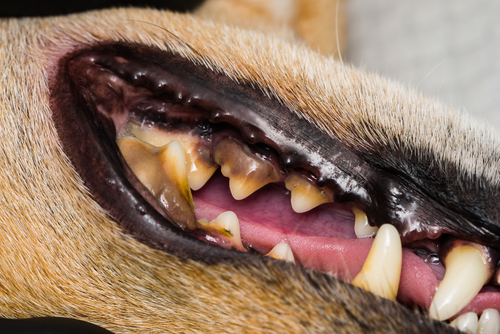 do dogs get more teeth at 1 year