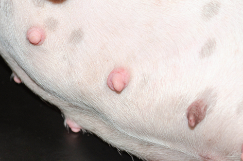 close up of nipples on a dog's stomach