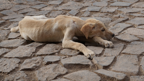 dog on the floor with visible signs of nutritional deficiencies