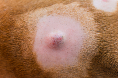 cancerous tumor on a dog’s back that has been prepped before surgical removal