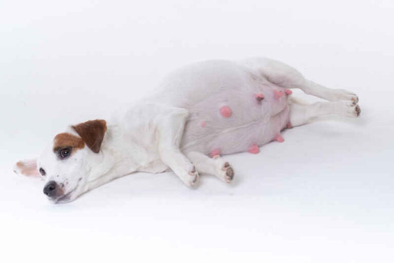 Dog Nipples During Pregnancy – How to Help Your Dog