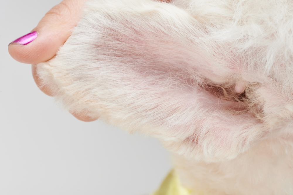 close up of hair in a dog's ear