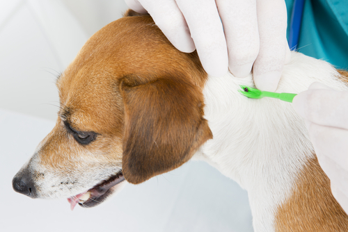 owner grasps a tick using a fine-tipped tweezer