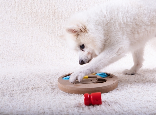 dog is looking for delicious dried treats in intellectual game