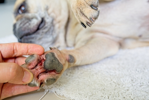 Black Spots on Dog Due to Yeast Infections