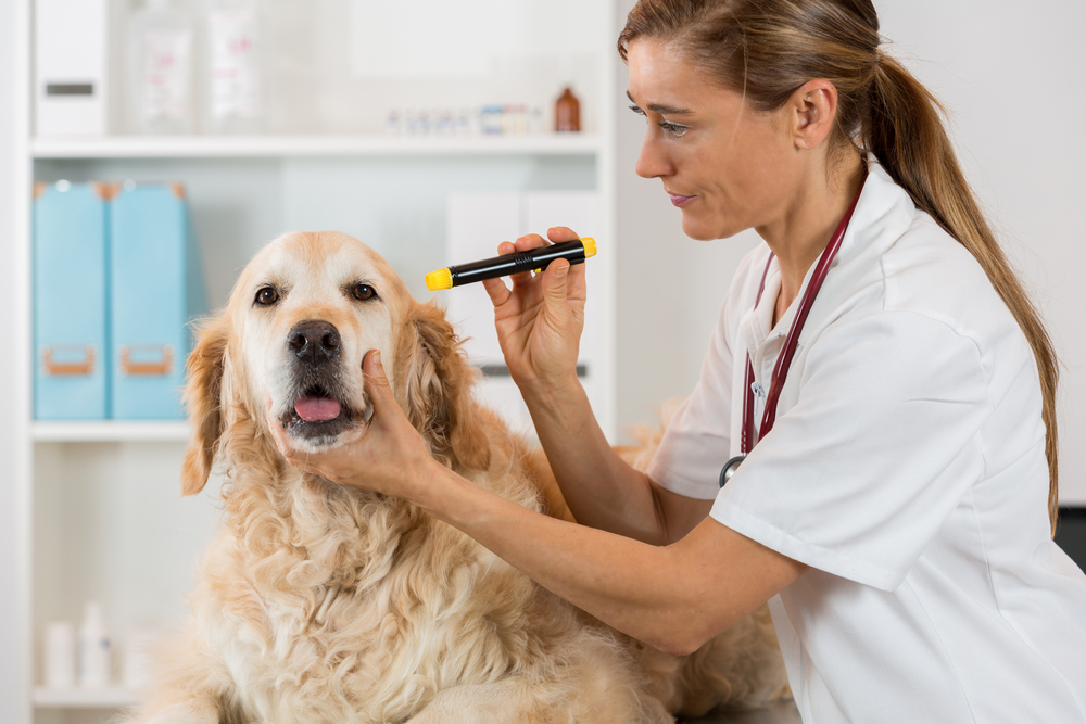 woman looking at eye of a golden retriever dog with light