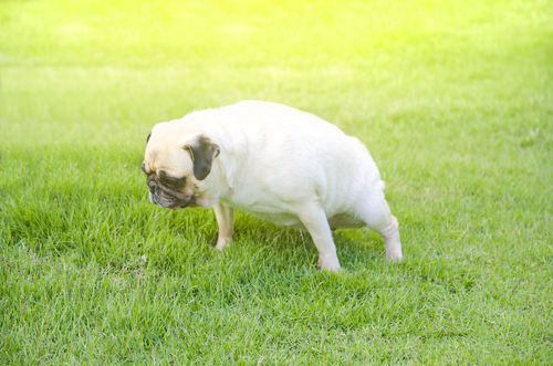 Painful or difficult urination in pug at the park