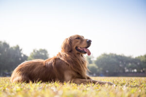 Dog’s Stomach is Gurgling But Dog is Acting Normally