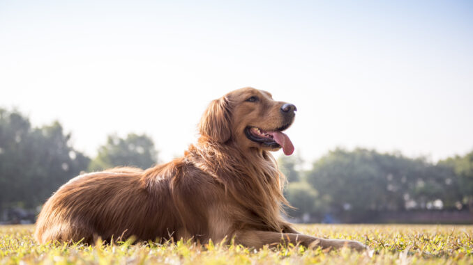 happy dog acting normal