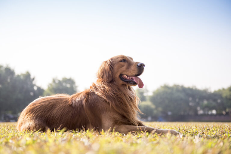 Dog’s Stomach is Gurgling But Dog is Acting Normally
