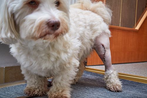 dog recovering from the luxating patella surgery with scar on its leg