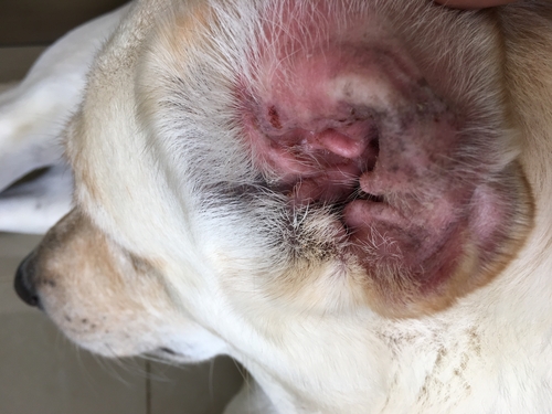 ear infection in a dog