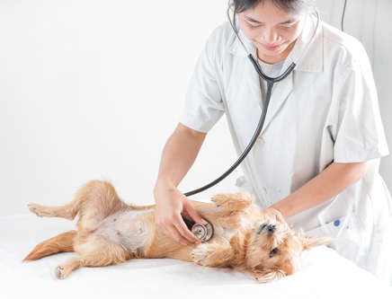 heart rate exam of a senior dog