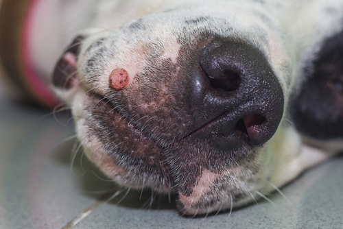 pink dog wart on a dog's lips