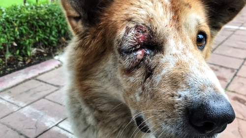 dog eye wounds from dog brawl