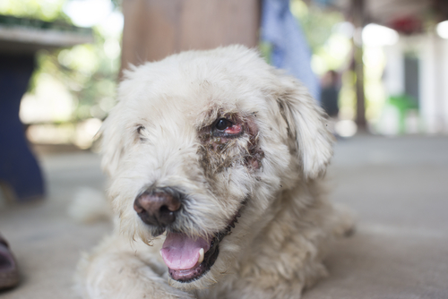 dog with eye cancer