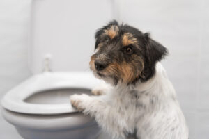 Dog with Diarrhea After Surgery: Tips From Our Vet Surgeon