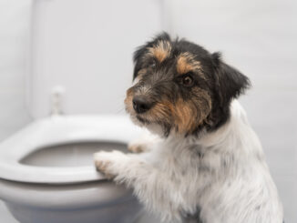 Dog Experiencing Diarrhea After Surgery? Tips from our Vet
