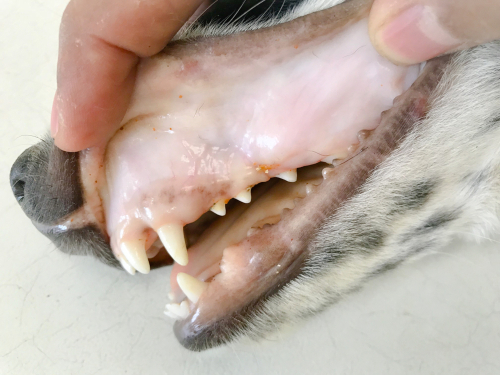 pale / white gums on a dog due to severe anemia: