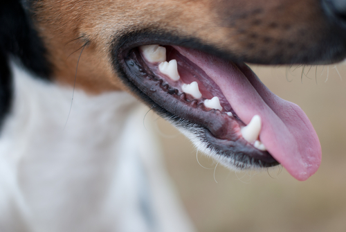 do dogs get more teeth at 1 year