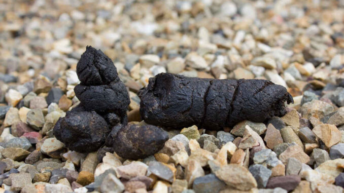 black dog poop on floor