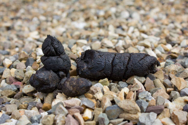 Black Dog Poop? Our Veterinarian Shares What You Should Do