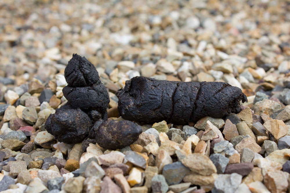 Black Puppy Poop