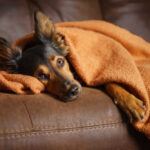 Dog Vomit with Specks of Blood or Blood Clots: Top Reasons & What to Do
