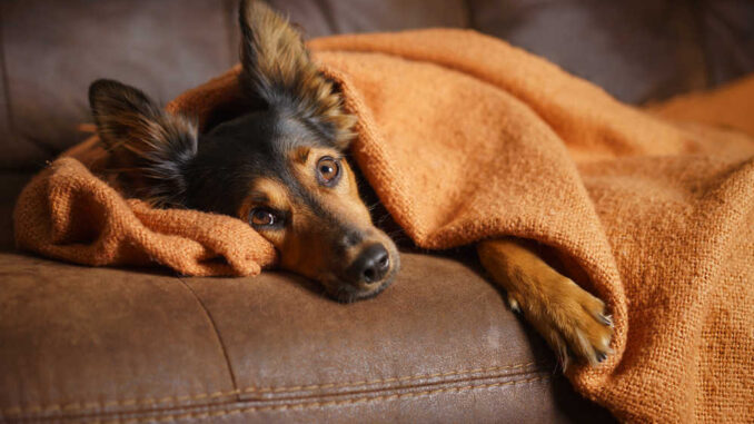 brown mixed breed dog looking sick on the couch