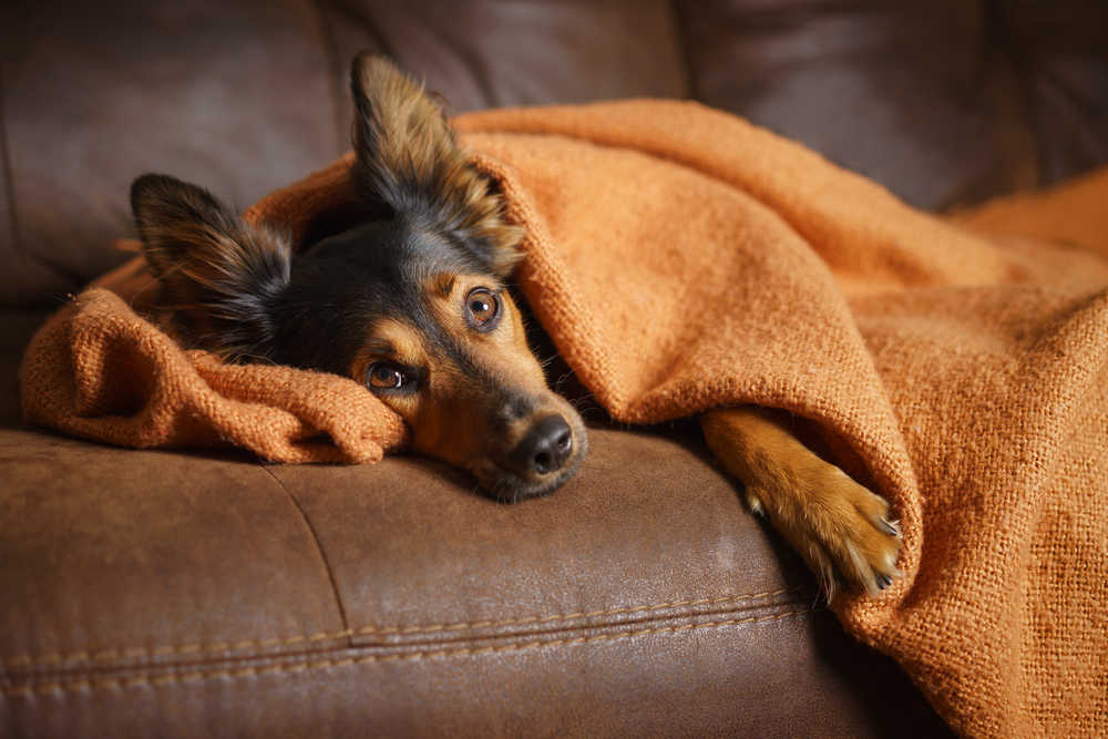 brown mixed breed dog looking sick on the couch