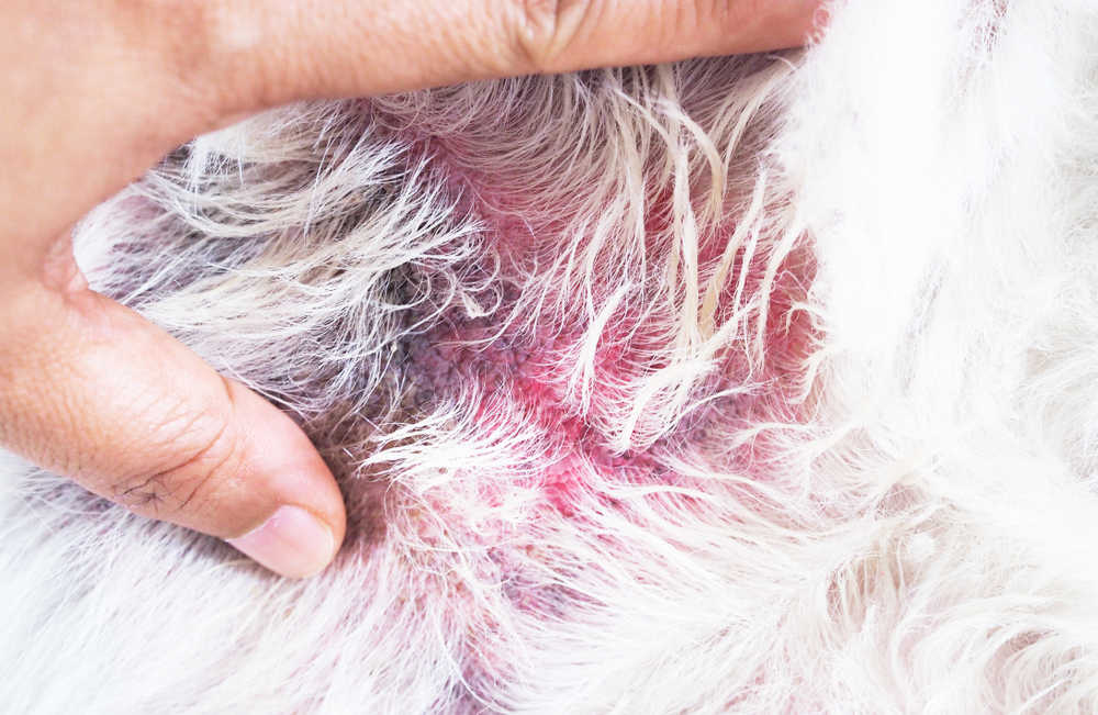 red skin allergy symptoms in dog