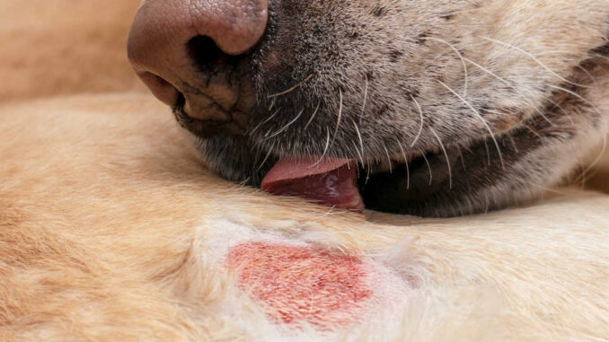 dog licking area near a hot spot