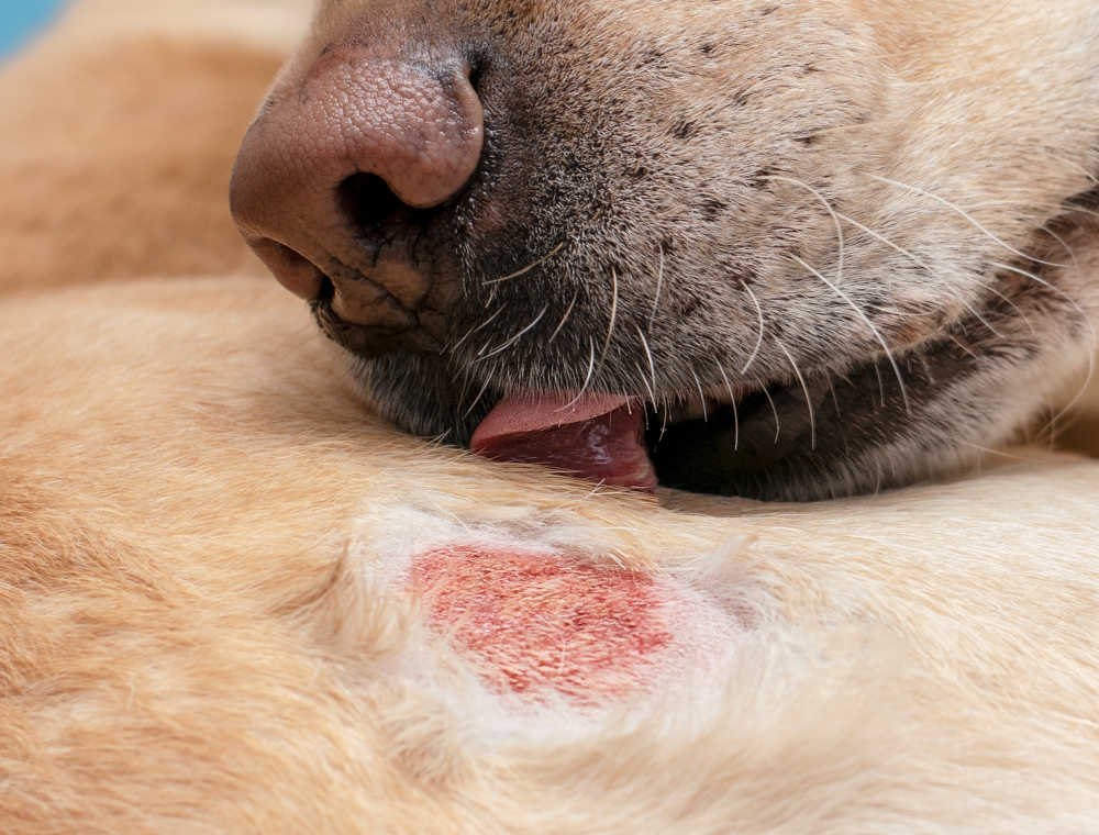 dog dander allergy rash