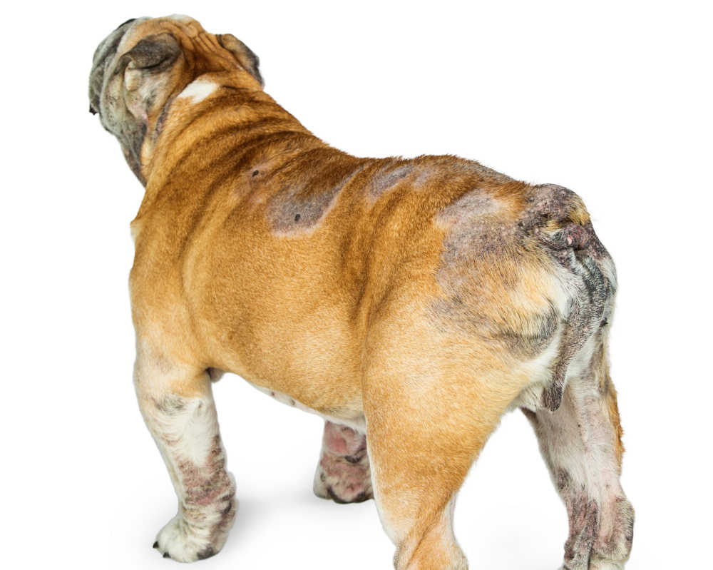 hypothyroidism issues on bulldog