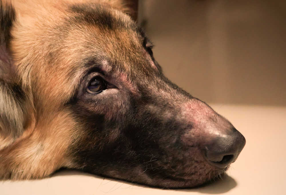 Autoimmune disease on dog's nose and skin