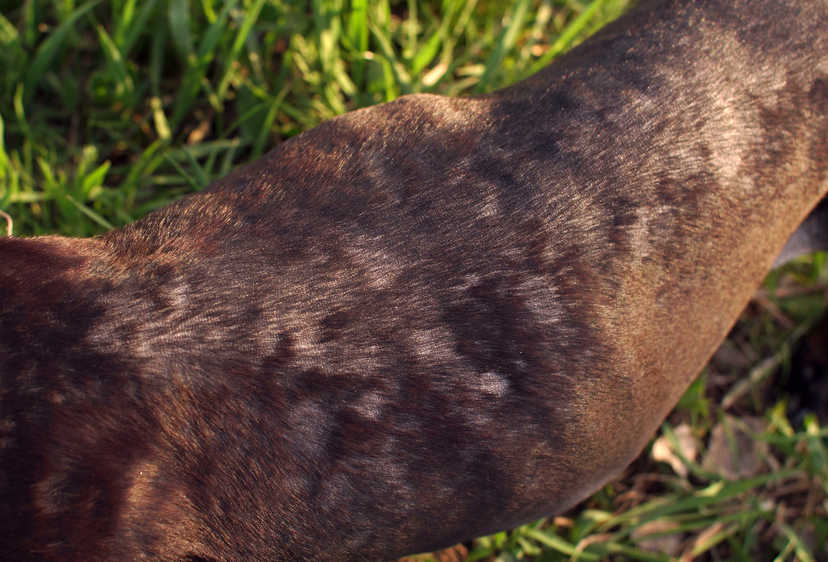 ringworm allergy issues on a dog
