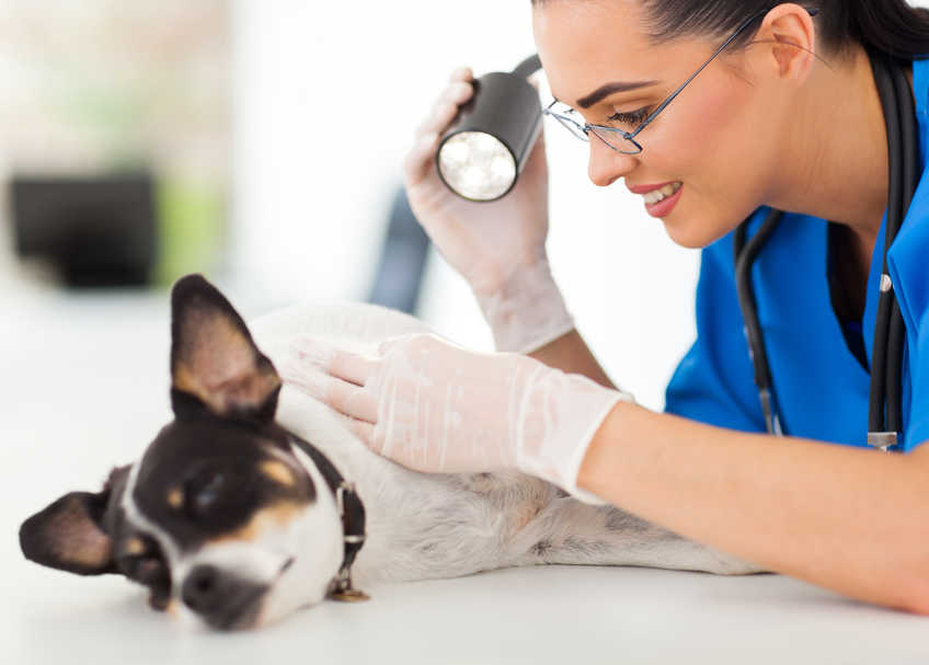 skin exam by vet