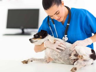 vet inspecting a dog's skin