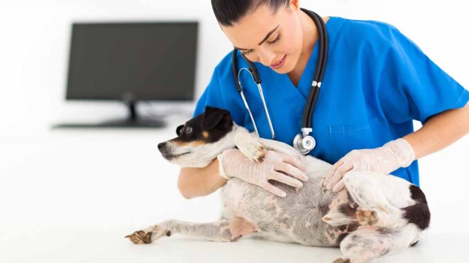 vet inspecting a dog's skin