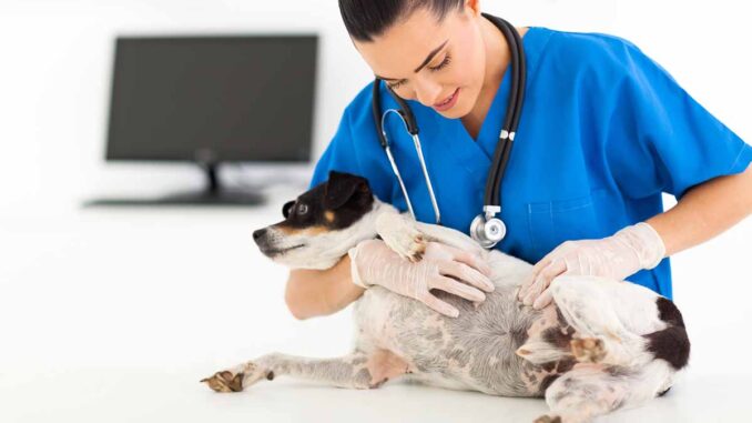 is melanoma in dogs fatal