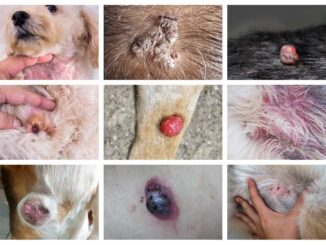 collage of dog skin issues