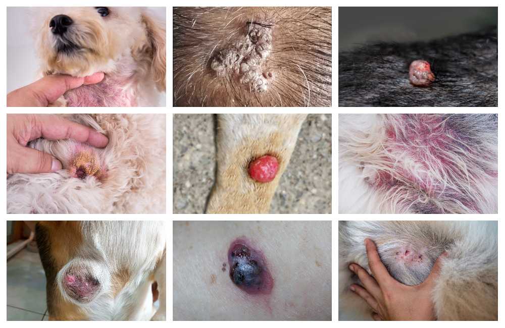 collage of dog skin issues