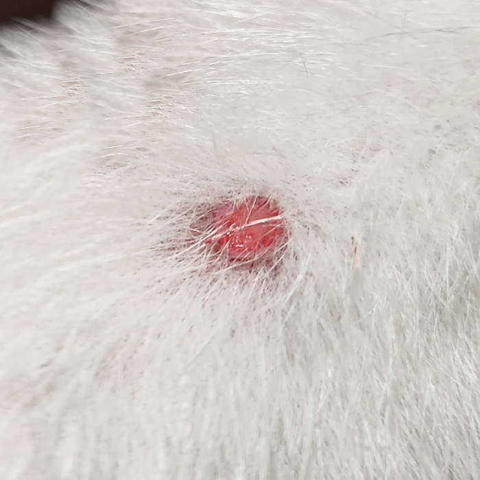 bleeding skin tag on a dog