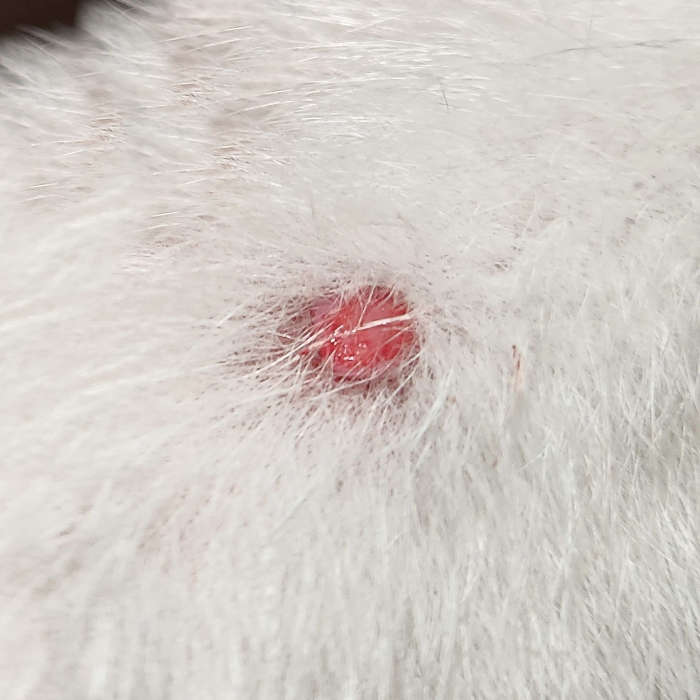 Dog Skin Tags 10 Pictures Veterinarian Advice