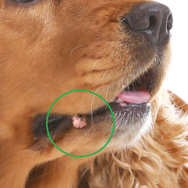 pink skin tag on a dog's lip