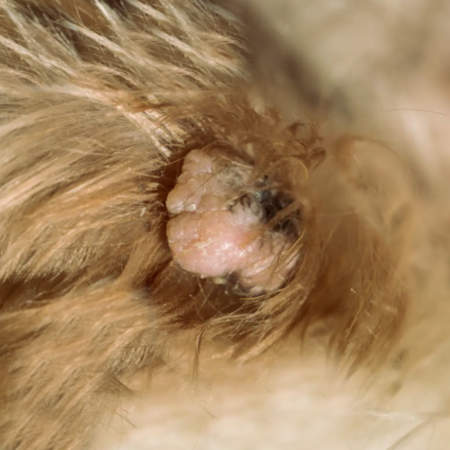 close up of a skin tag on a dog
