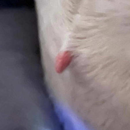 skin tag growing over a dog's skin