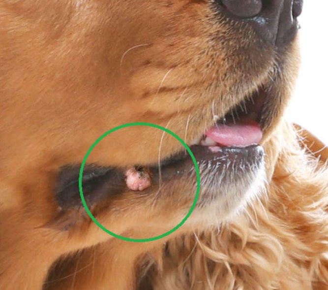 closeup pictures of a skin tag on a dog's lip near the mouth